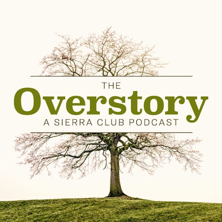 The Overstory