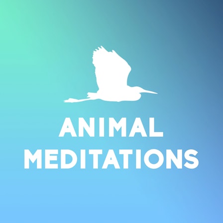 Animal Meditations