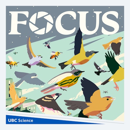 The UBC Focus Podcast